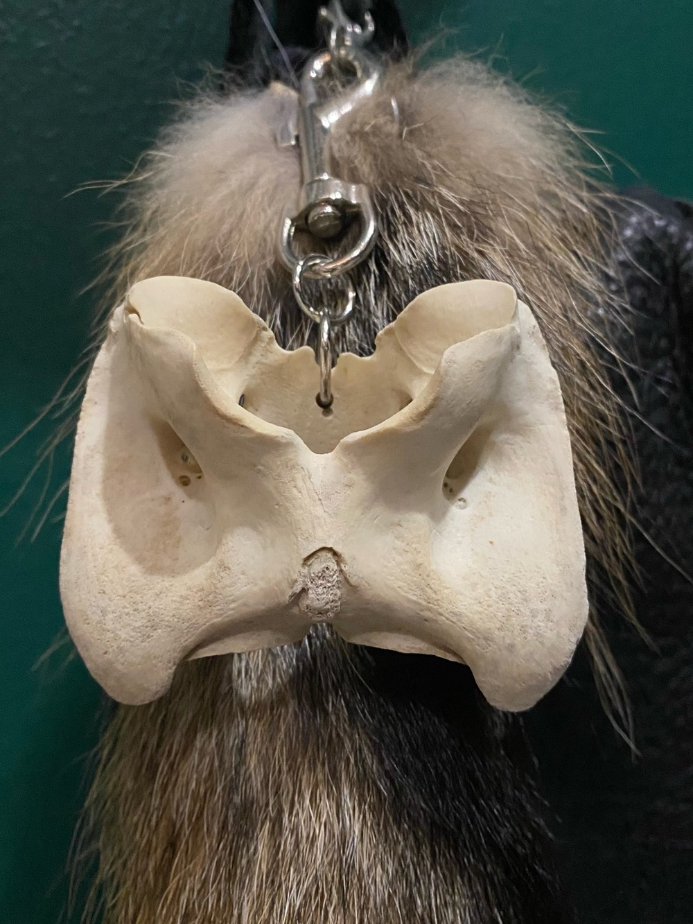 Deer Vertebrae Bone Keychain